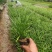 麦冬草，质量优，价格便宜，有量，芽多又高，无坏叶