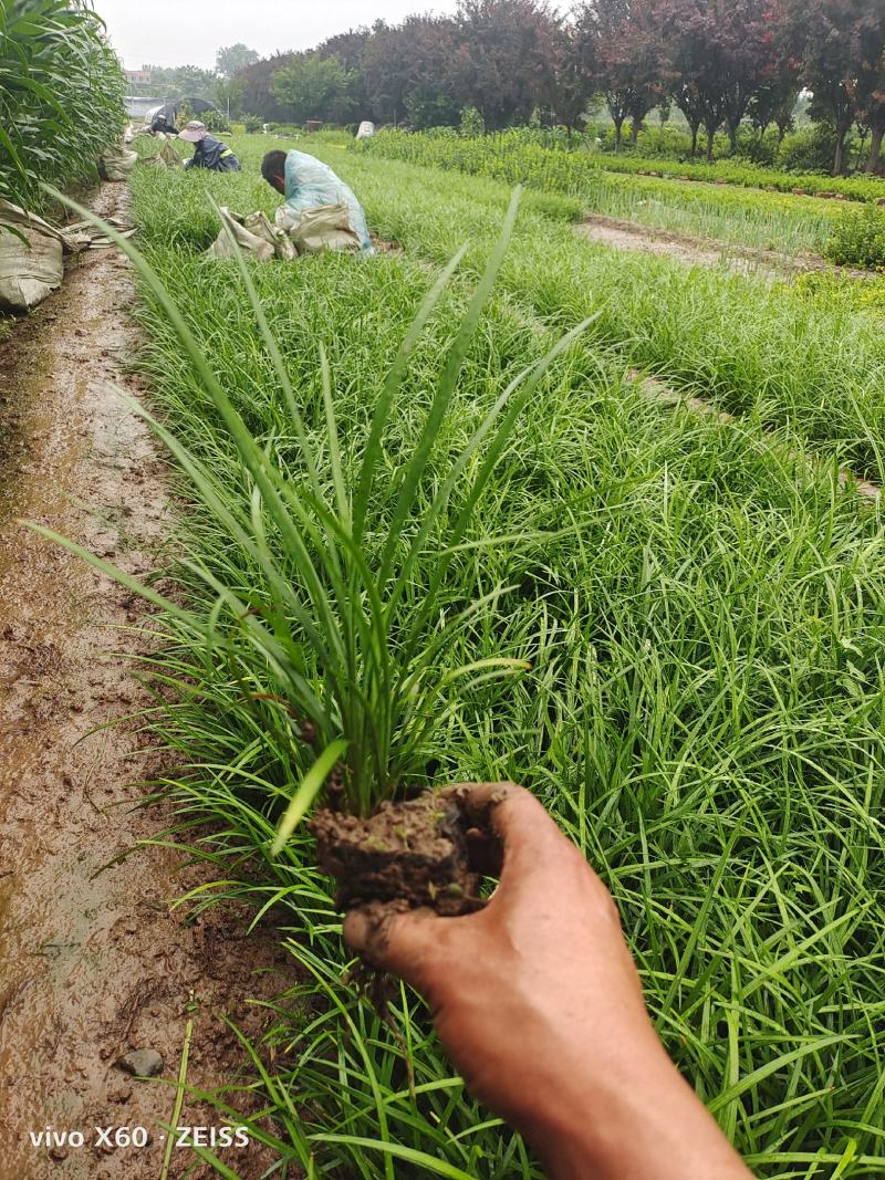 麦冬草，质量优，价格便宜，有量，芽多又高，无坏叶