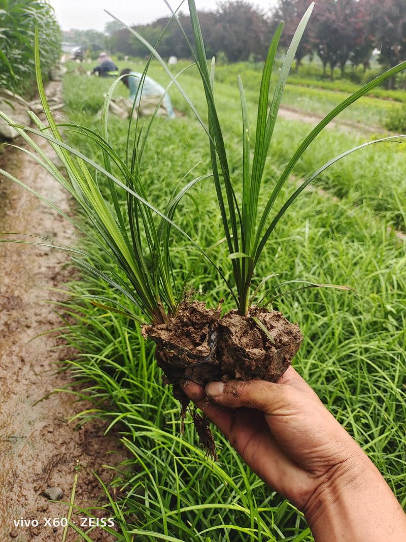 麦冬草，质量优，价格便宜，有量，芽多又高，无坏叶