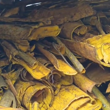 黄皮干货