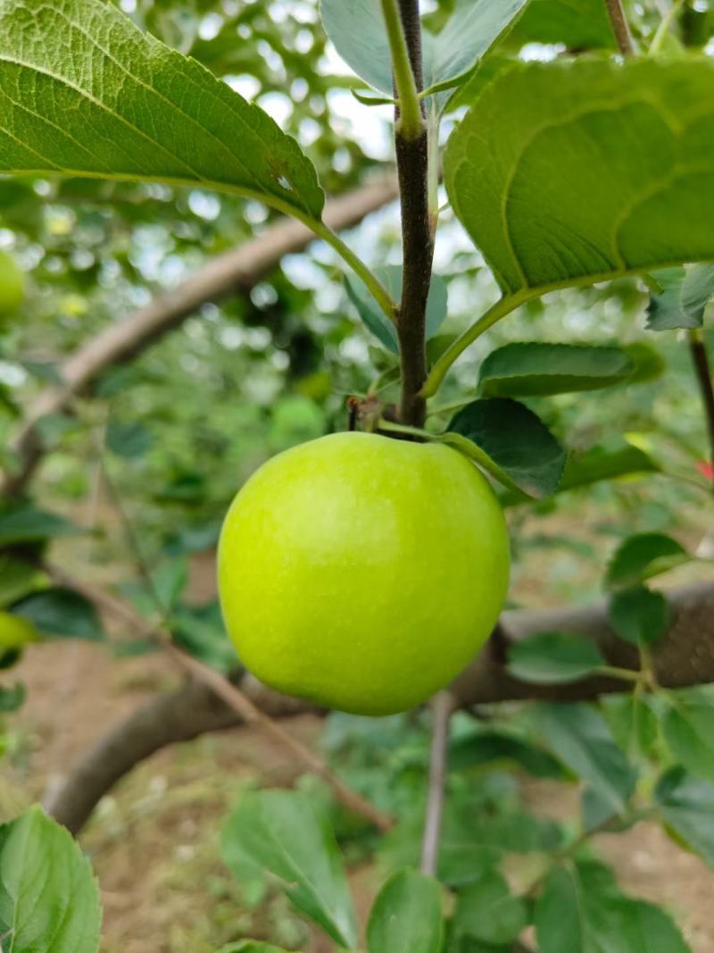 云南昭通青香蕉苹果纯甜无酸一件代发