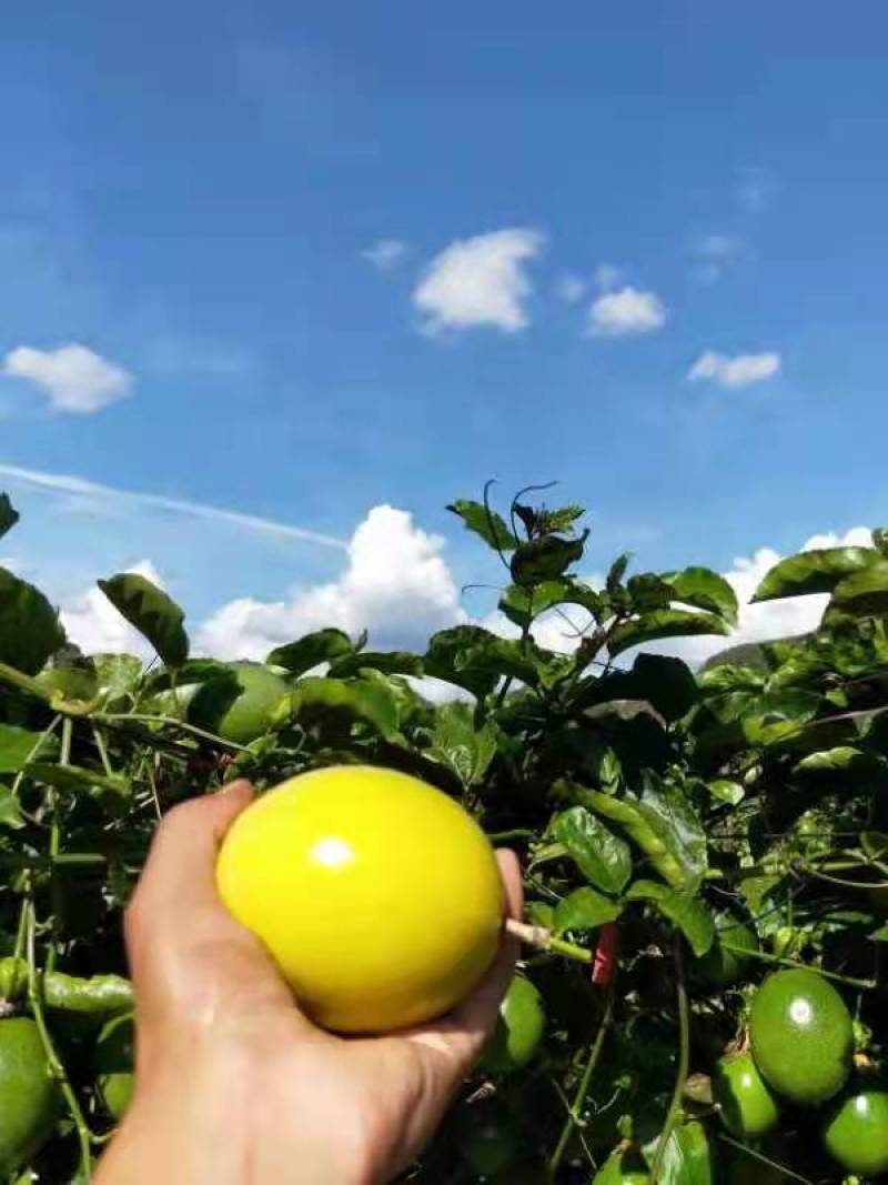 黄金百香果