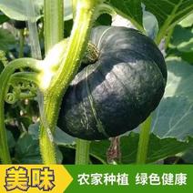 日本南瓜种子甜面香糯高产春秋蔬菜种籽黑板栗南瓜进口四季播