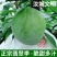 湖南文明翡翠奈李恐龙蛋脱骨蜂糖李脆甜脆甜一件代发包邮到家
