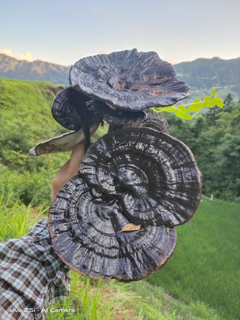 灵芝广西融水拉鼓之乡苗寨深山野生黑灵芝生货