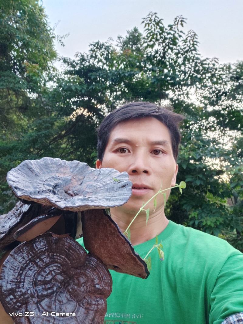 灵芝广西融水拉鼓之乡苗寨深山野生黑灵芝生货