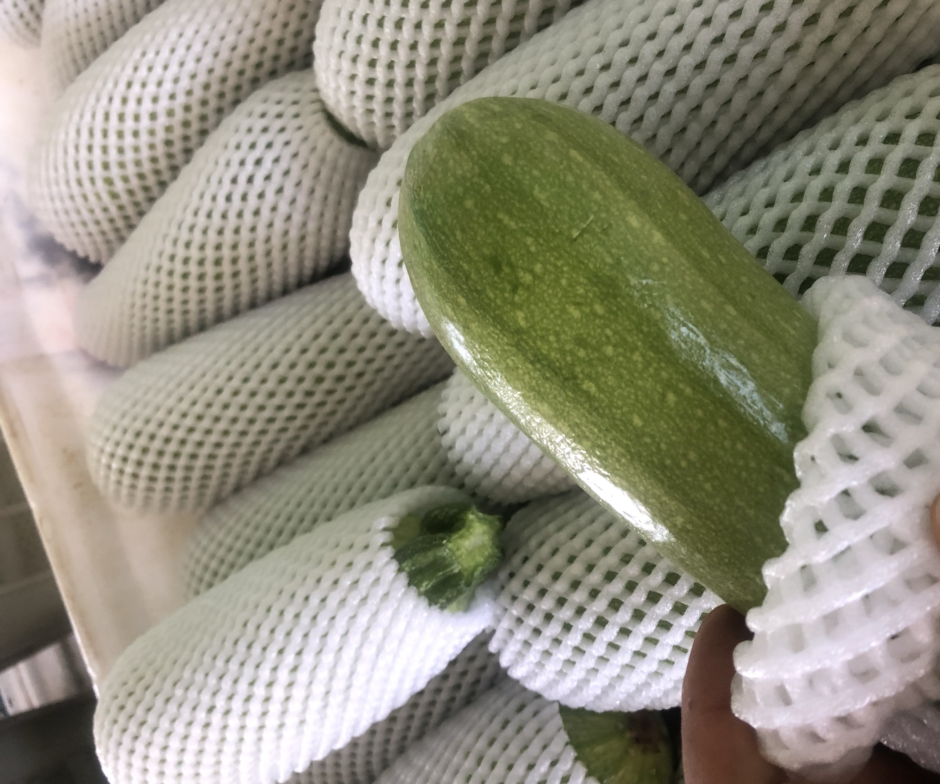 西葫芦幼苗在遮阳网下生长