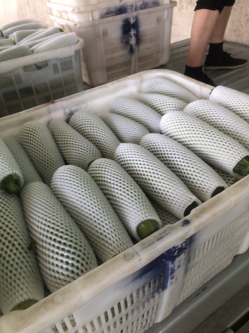 精品兰州高原夏菜西葫芦