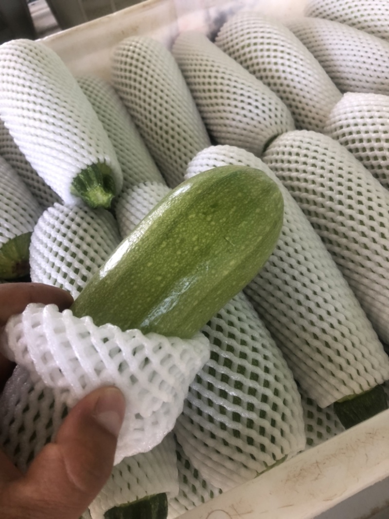 精品兰州高原夏菜西葫芦