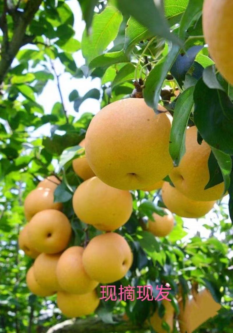 湖南文明水晶梨皮薄肉厚脆甜多汁自家果园现摘现发