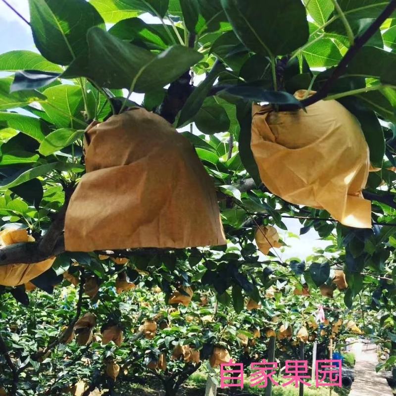 湖南文明水晶梨皮薄肉厚脆甜多汁自家果园现摘现发