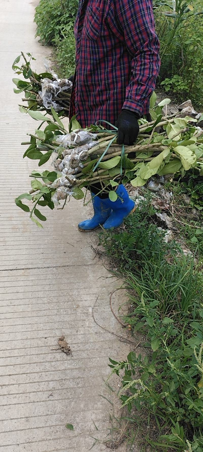 广东第一代香水柠檬挂果树苗，，广东第一代香水柠檬苗