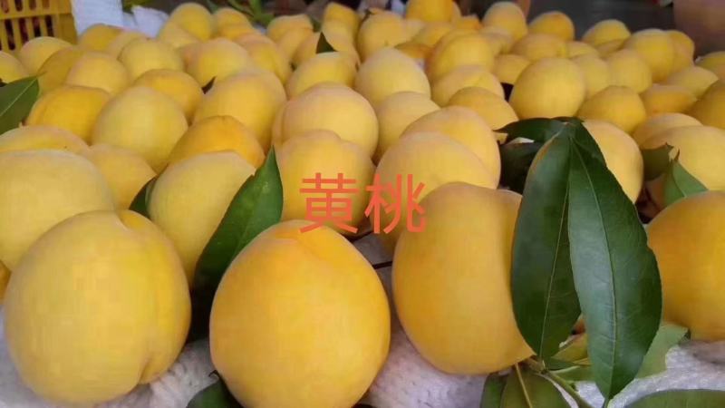 湖南文明特产黄桃脆甜脆甜自家果园现摘现发