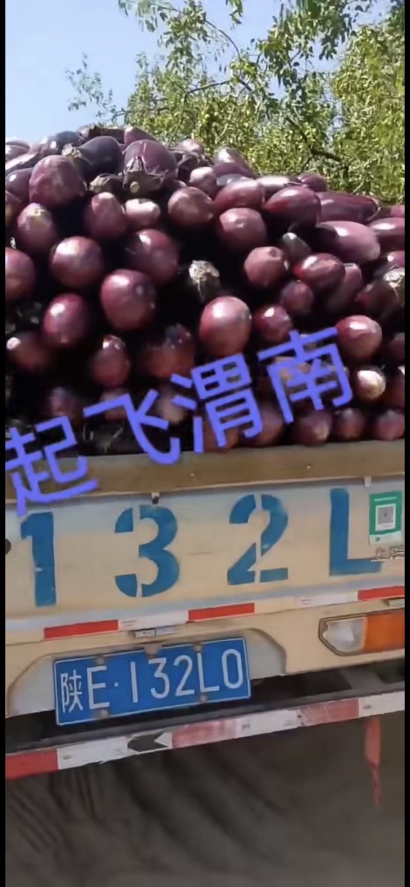 陕西渭南线椒螺丝椒保质保量欢迎老板莅临洽谈
