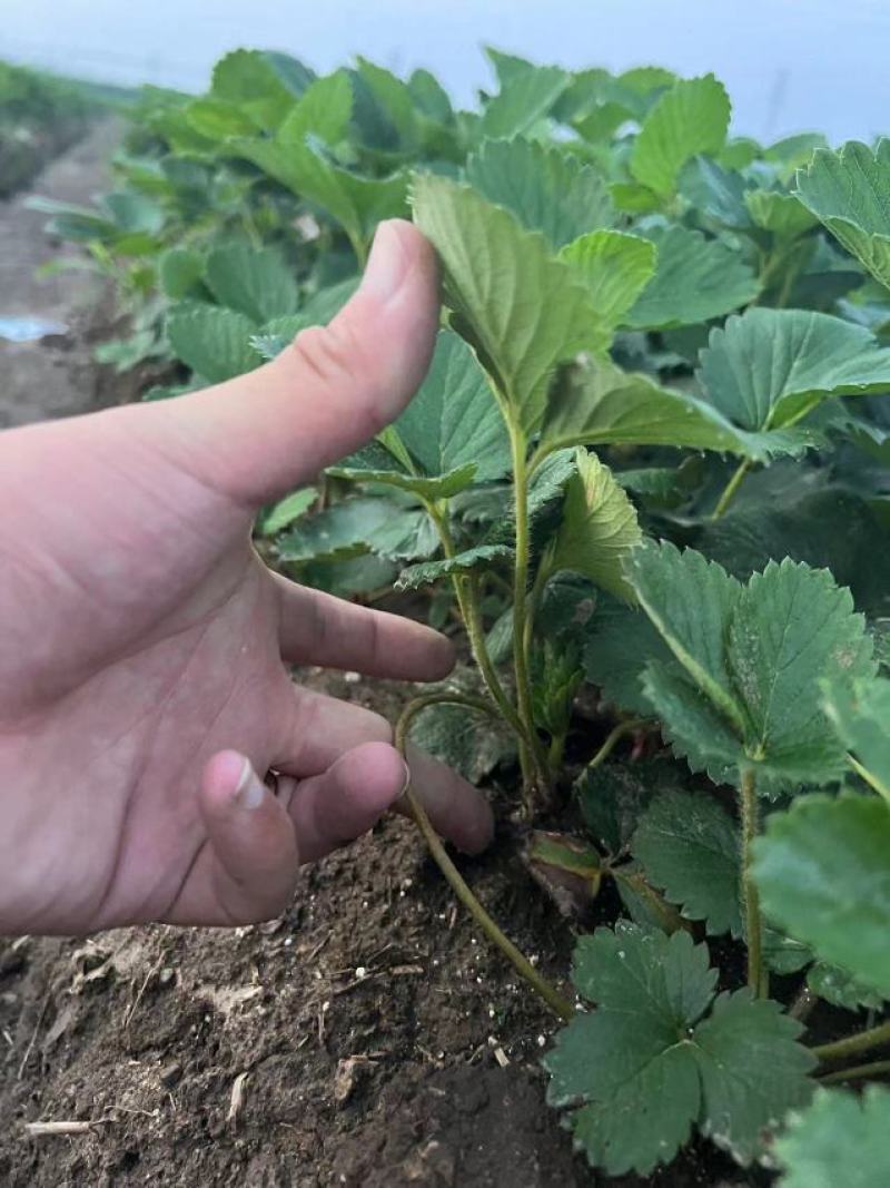 章姬草莓苗脱毒章姬草莓苗甜宝草莓苗根系发达无病害