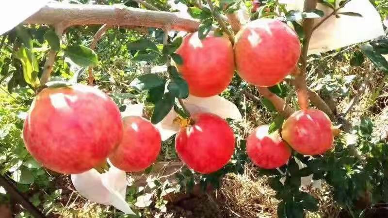 自家种植、自家种植、四川会理突尼斯软籽石榴，皮薄籽软