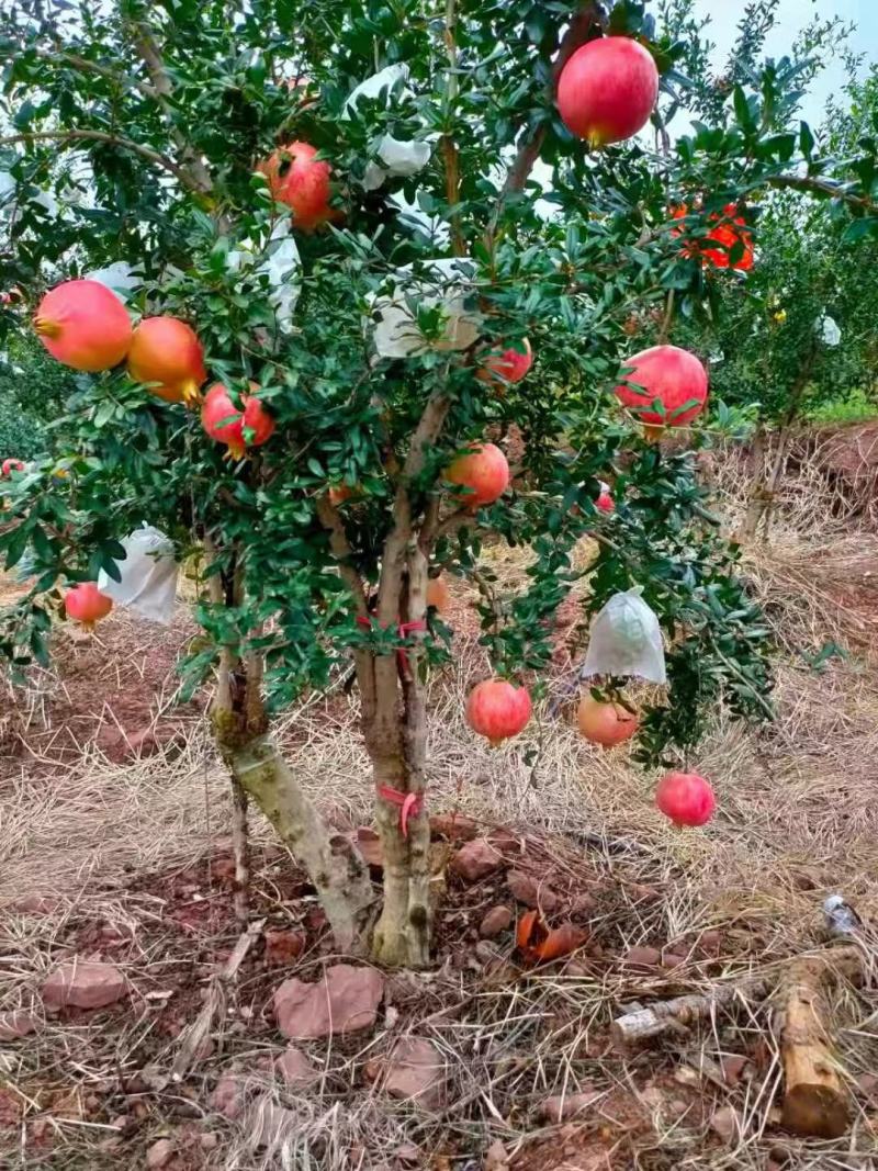 自家种植、自家种植、四川会理突尼斯软籽石榴，皮薄籽软