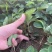 妙香七号草莓苗脱毒隋珠草莓苗法兰地甜查理黔莓一号草莓苗