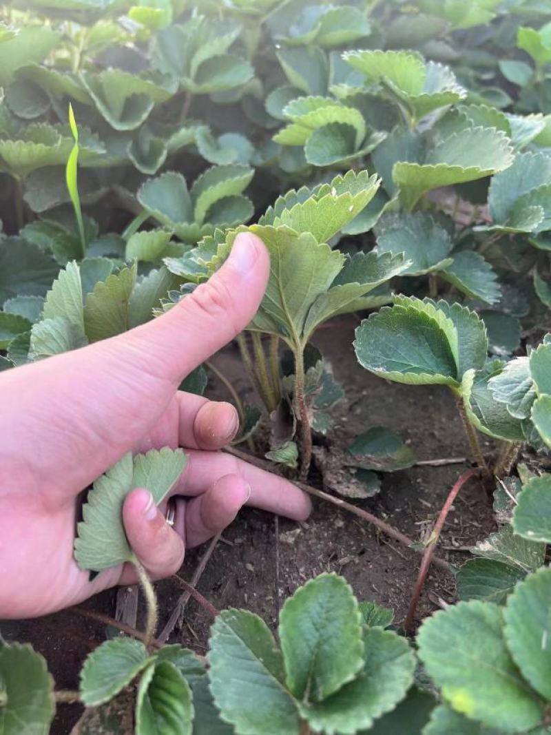 妙香七号草莓苗脱毒隋珠草莓苗法兰地甜查理黔莓一号草莓苗