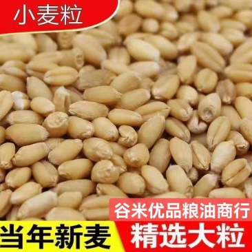 小麦现货批发带皮小麦酿酒磨面，原料，每袋50，