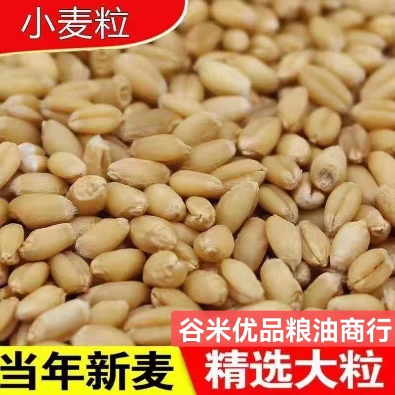 小麦现货批发带皮小麦酿酒磨面，原料，每袋50，