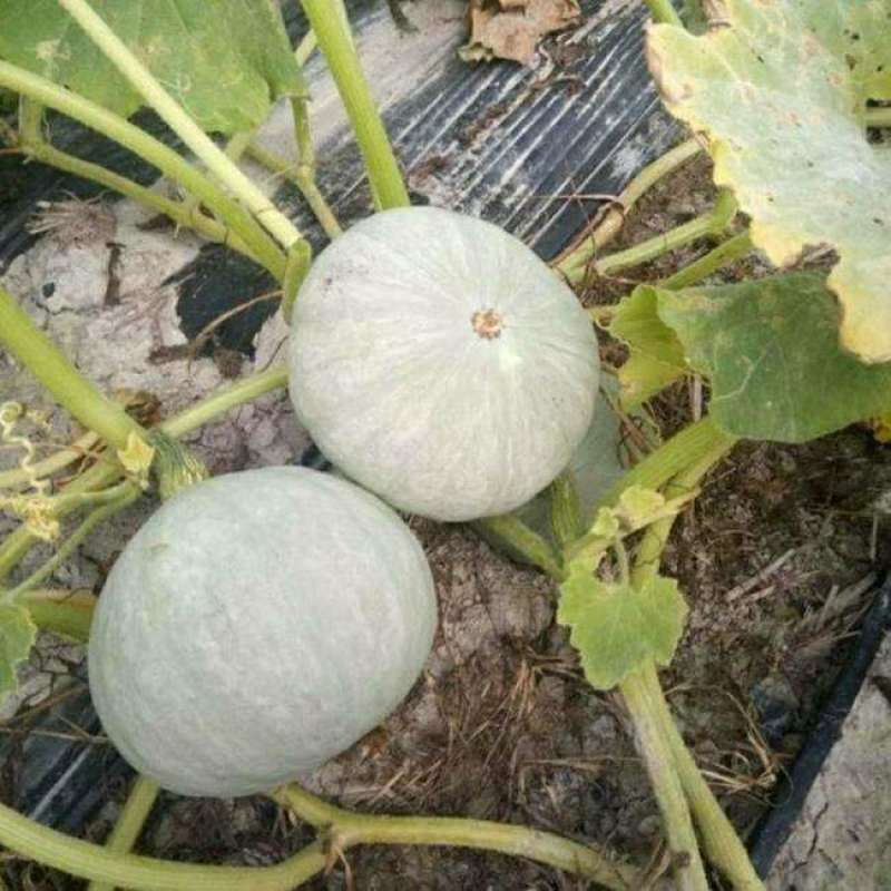 天禧银栗南瓜种子果型扁圆卡其贵族板栗味儿早熟香甜粉糯蔬菜