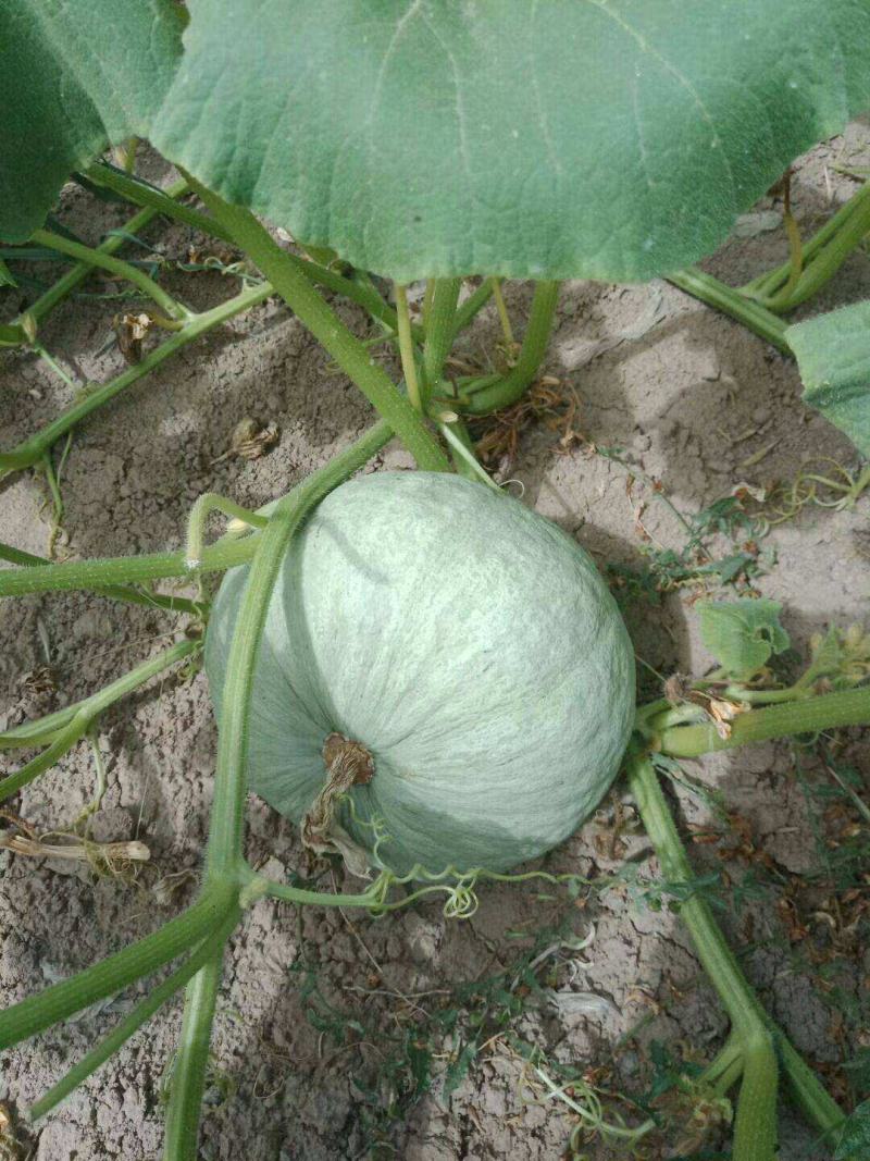 天禧银栗南瓜种子果型扁圆卡其贵族板栗味儿早熟香甜粉糯蔬菜