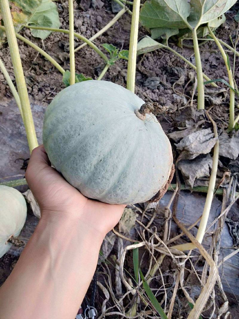 天禧银栗南瓜种子果型扁圆卡其贵族板栗味儿早熟香甜粉糯蔬菜