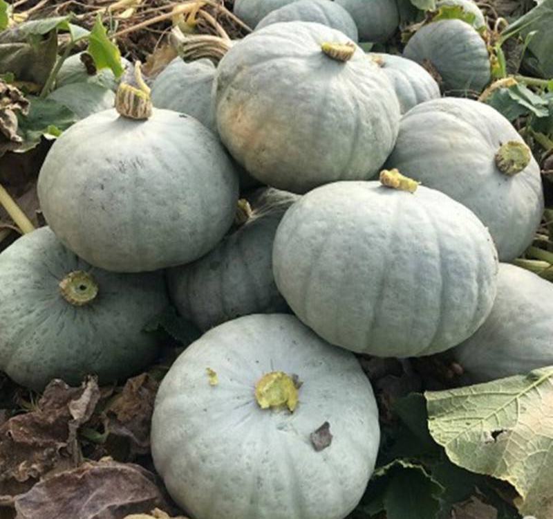 天禧银栗南瓜种子果型扁圆卡其贵族板栗味儿早熟香甜粉糯蔬菜