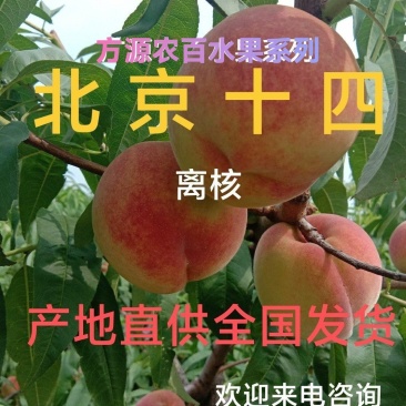 河北//北京十四号[离核]毛桃上市了，产地直供