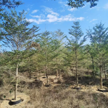 小叶榄仁漳州小叶榄仁锦叶榄仁种植基地苗农一手货源低价批发