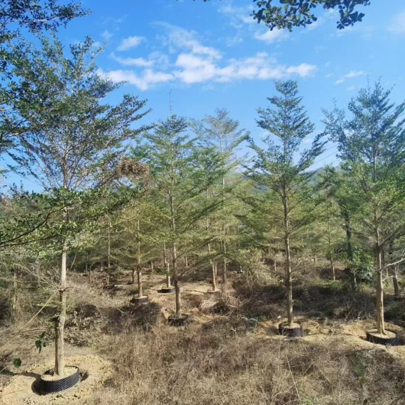 小叶榄仁漳州小叶榄仁锦叶榄仁种植基地苗农一手货源低价批发