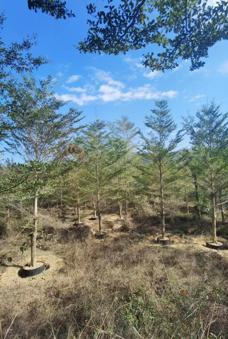小叶榄仁漳州小叶榄仁锦叶榄仁种植基地苗农一手货源低价批发