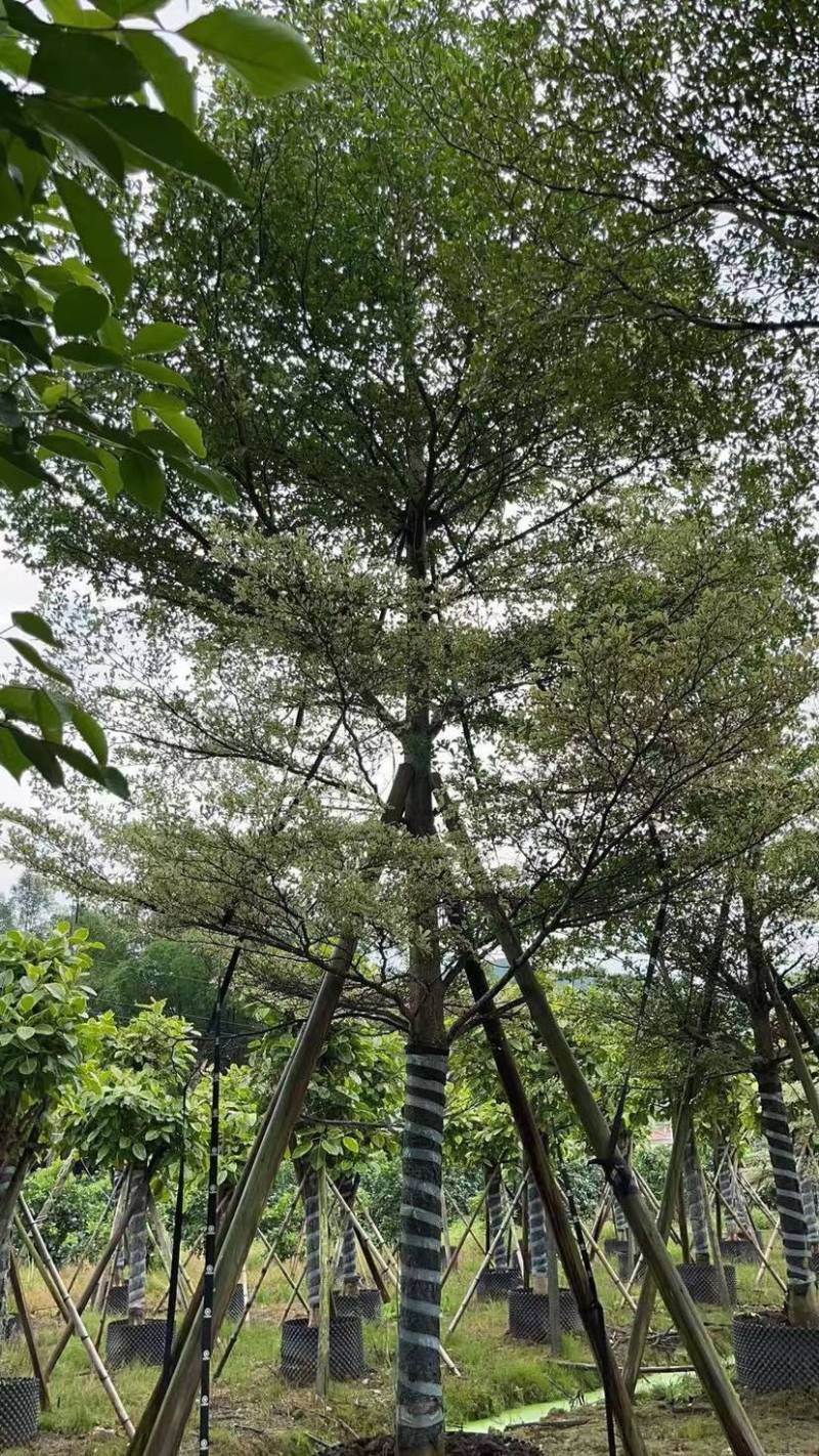 小叶榄仁漳州小叶榄仁锦叶榄仁种植基地苗农一手货源低价批发