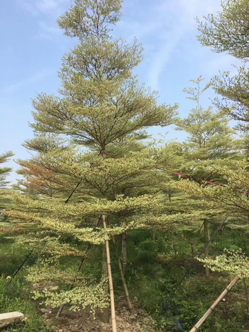 小叶榄仁漳州小叶榄仁锦叶榄仁种植基地苗农一手货源低价批发