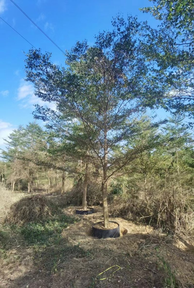 小叶榄仁漳州小叶榄仁锦叶榄仁种植基地苗农一手货源低价批发
