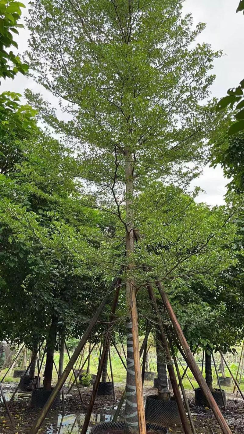 小叶榄仁漳州小叶榄仁锦叶榄仁种植基地苗农一手货源低价批发