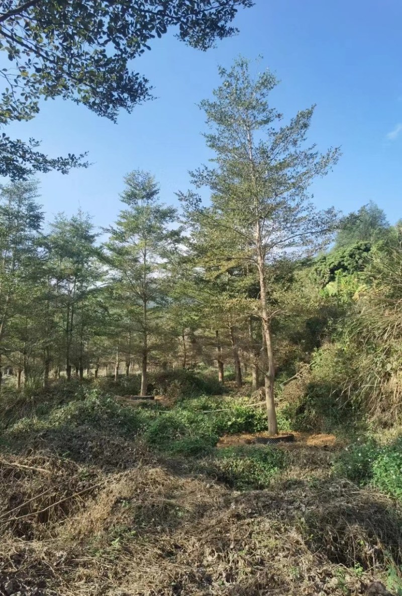 小叶榄仁漳州小叶榄仁锦叶榄仁种植基地苗农一手货源低价批发