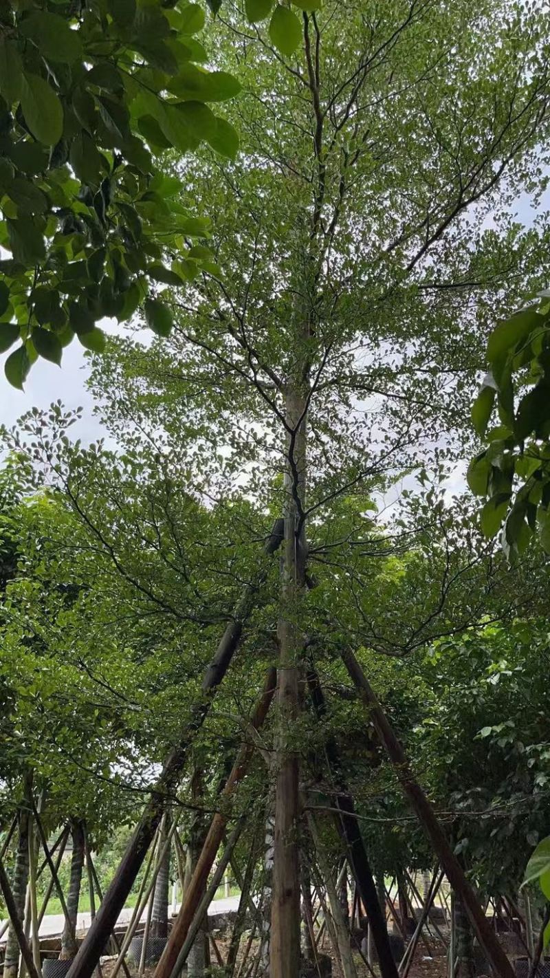 小叶榄仁漳州小叶榄仁锦叶榄仁种植基地苗农一手货源低价批发