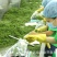 碧元珠四川重庆特产九叶青鲜花椒350g工厂直供藤椒麻椒