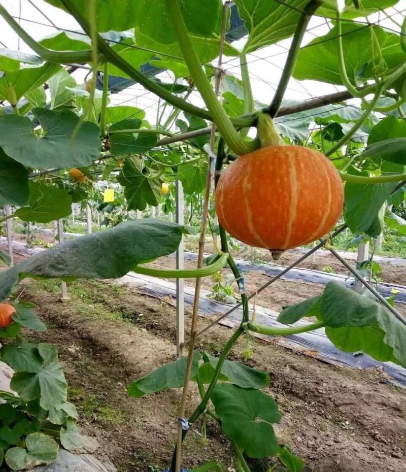 超级短蔓红双喜南瓜种子上品红皮四季种食用粉甜香小南瓜蔬菜