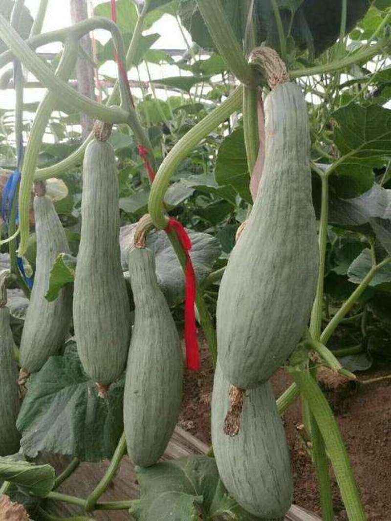 贵族橄榄南瓜种子口感粘甜抗白粉病春秋播种大田高产蔬菜种籽