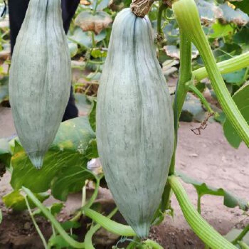 贵族橄榄南瓜种子口感粘甜抗白粉病春秋播种大田高产蔬菜种籽
