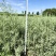 四翅滨藜-甘肃苗圃供应30-60公分四翅滨藜种植农户