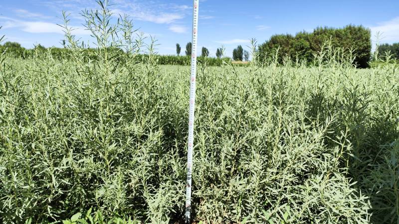 四翅滨藜-甘肃苗圃供应30-60公分四翅滨藜种植农户