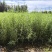 四翅滨藜-甘肃苗圃供应30-60公分四翅滨藜种植农户