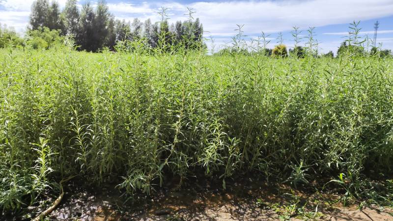 四翅滨藜-甘肃苗圃供应30-60公分四翅滨藜种植农户