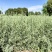 四翅滨藜-甘肃苗圃供应30-60公分四翅滨藜种植农户