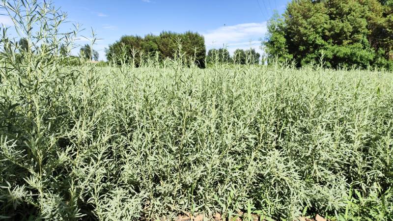 四翅滨藜-甘肃苗圃供应30-60公分四翅滨藜种植农户