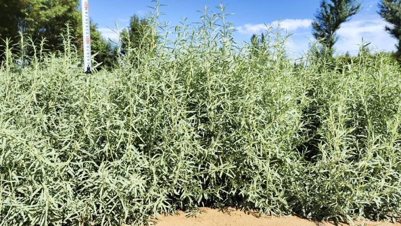 四翅滨藜-甘肃苗圃供应30-60公分四翅滨藜种植农户